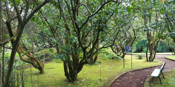 Botanical Garden of Faial